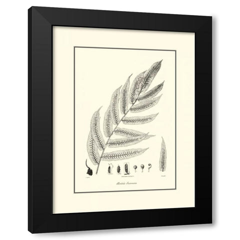 BandW Fern III Black Modern Wood Framed Art Print by Curtis