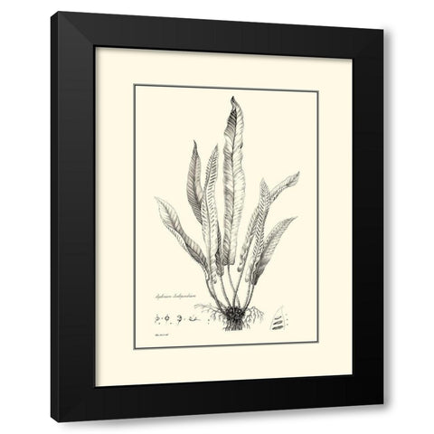 BW Fern IV Black Modern Wood Framed Art Print by Curtis