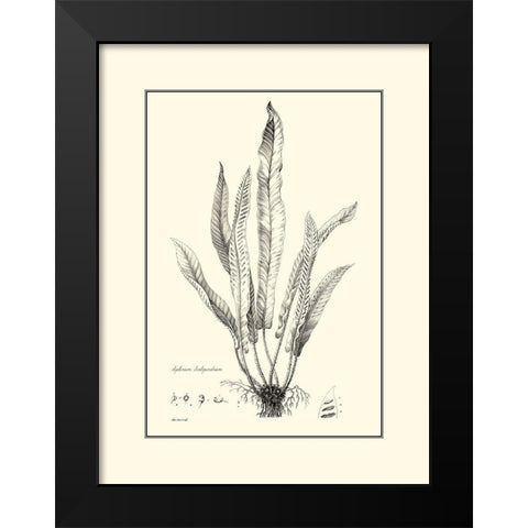 BW Fern IV Black Modern Wood Framed Art Print by Curtis