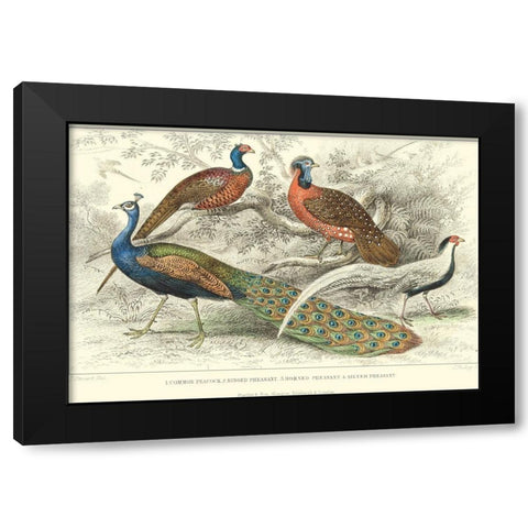 Peacock and Pheasants Black Modern Wood Framed Art Print by Stewart, J.