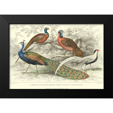 Peacock and Pheasants Black Modern Wood Framed Art Print by Stewart, J.