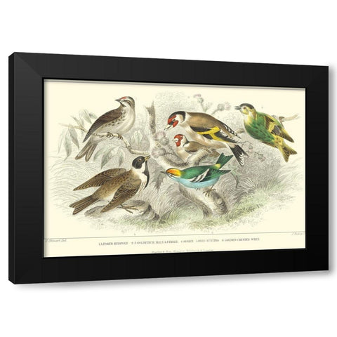 Goldfinch, Buntings and Wrens Black Modern Wood Framed Art Print by Stewart, J.