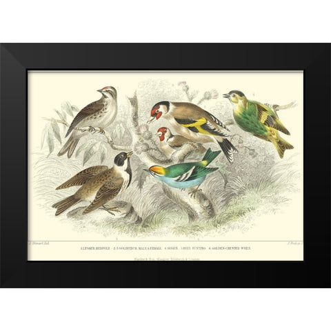 Goldfinch, Buntings and Wrens Black Modern Wood Framed Art Print by Stewart, J.