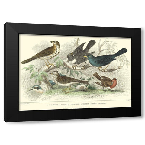 Skylark, Songthrush and Redbreast Black Modern Wood Framed Art Print by Stewart, J.