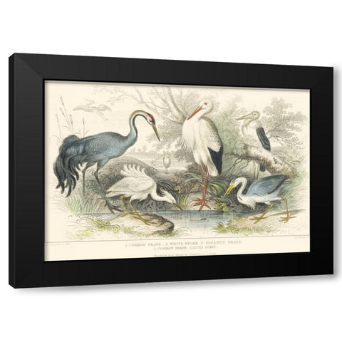 Herons, Egrets and Cranes Black Modern Wood Framed Art Print with Double Matting by Stewart, J.