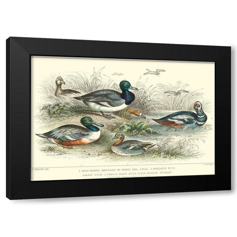 Duck Varieties Black Modern Wood Framed Art Print with Double Matting by Stewart, J.