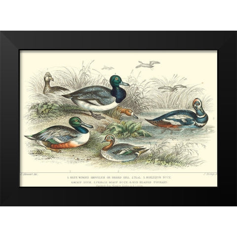 Duck Varieties Black Modern Wood Framed Art Print by Stewart, J.