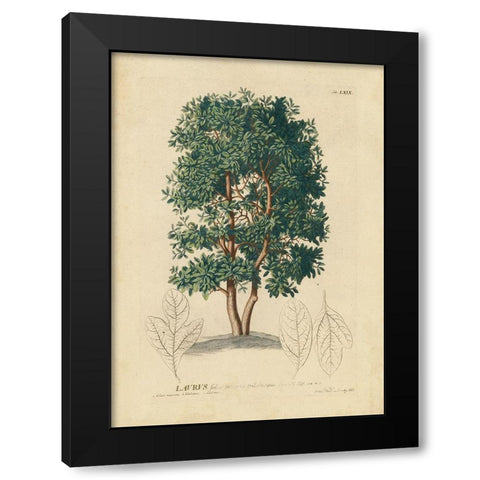 non-embellished Laurel Tree Black Modern Wood Framed Art Print by Unknown
