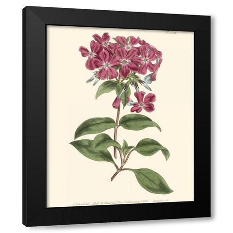 Mauve Beauty III Black Modern Wood Framed Art Print with Double Matting by Curtis