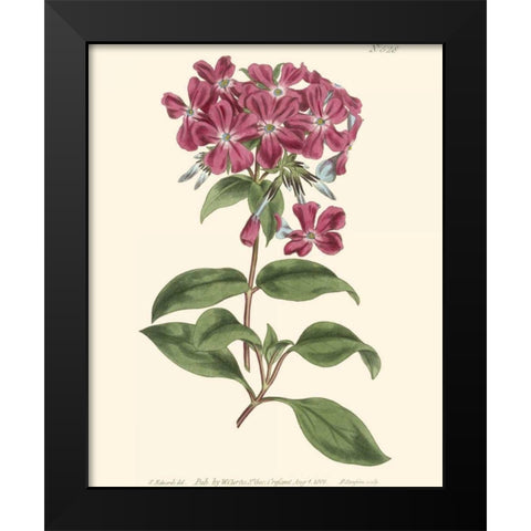 Mauve Beauty III Black Modern Wood Framed Art Print by Curtis