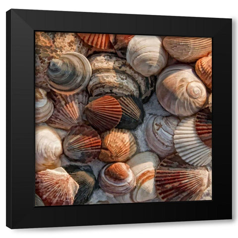 What the Shell Black Modern Wood Framed Art Print with Double Matting by Head, Danny