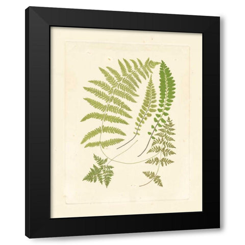 Ferns with Platemark II Black Modern Wood Framed Art Print by Vision Studio