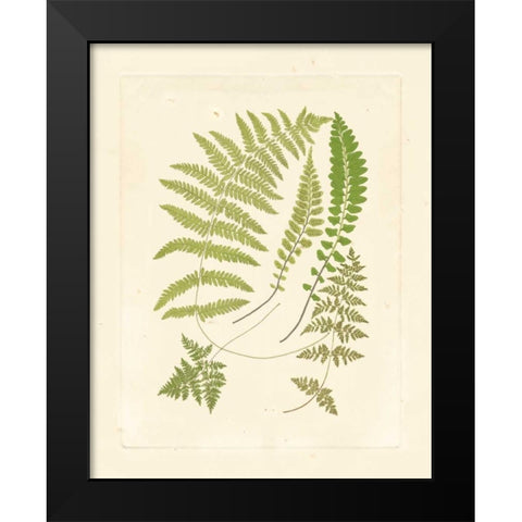 Ferns with Platemark II Black Modern Wood Framed Art Print by Vision Studio