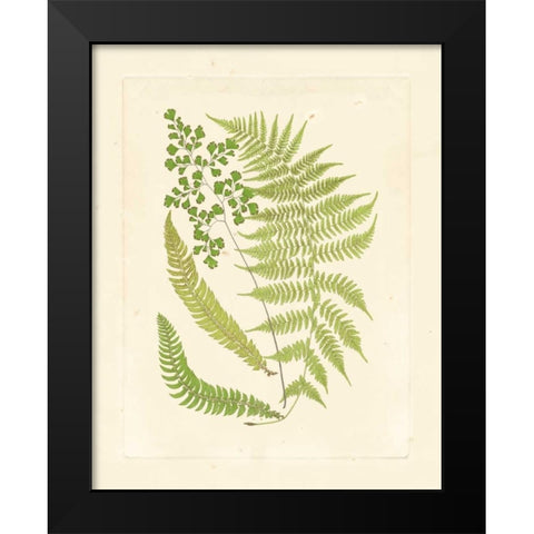 Ferns with Platemark III Black Modern Wood Framed Art Print by Vision Studio