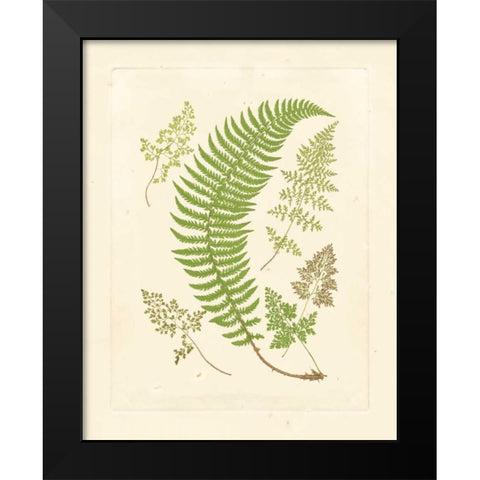 Ferns with Platemark IV Black Modern Wood Framed Art Print by Vision Studio