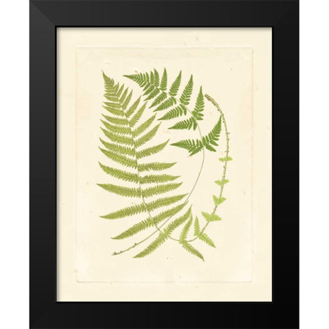 Ferns with Platemark V Black Modern Wood Framed Art Print by Vision Studio