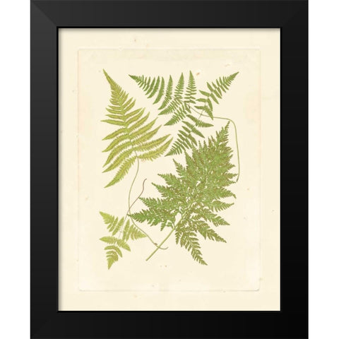 Ferns with Platemark VI Black Modern Wood Framed Art Print by Vision Studio