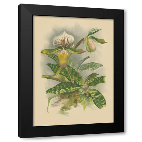 Lindenia Orchids I Black Modern Wood Framed Art Print with Double Matting by Unknown