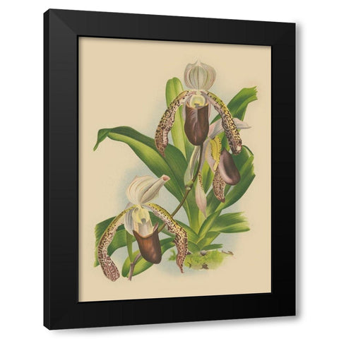Lindenia Orchids II Black Modern Wood Framed Art Print by Unknown