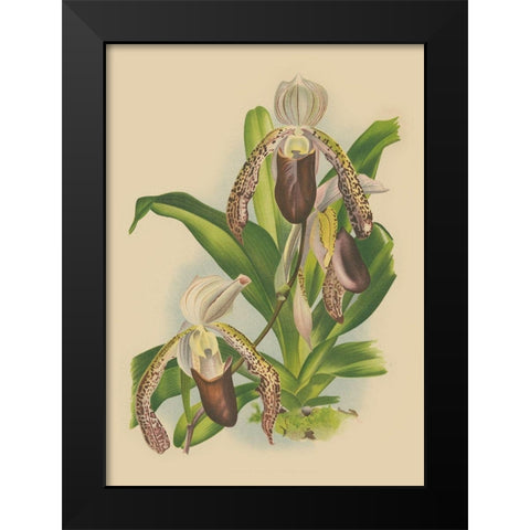 Lindenia Orchids II Black Modern Wood Framed Art Print by Unknown