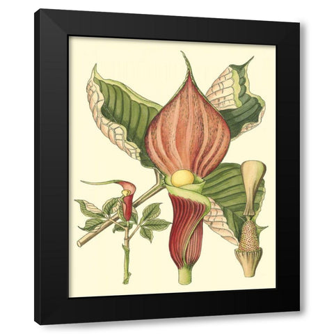 Botanical Fantasy I Black Modern Wood Framed Art Print by Unknown