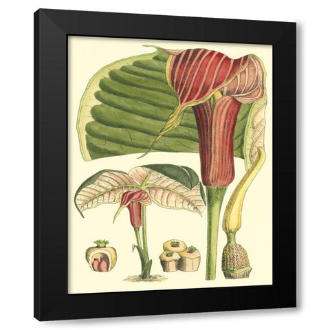 Botanical Fantasy II Black Modern Wood Framed Art Print by Unknown