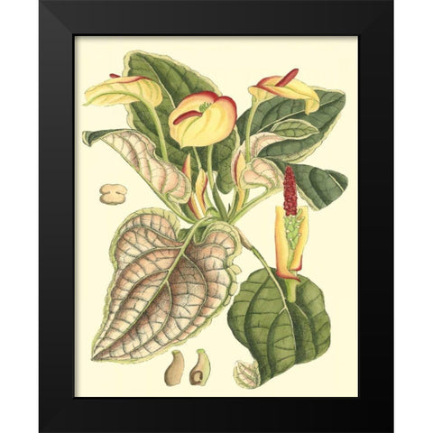 Botanical Fantasy III Black Modern Wood Framed Art Print by Unknown
