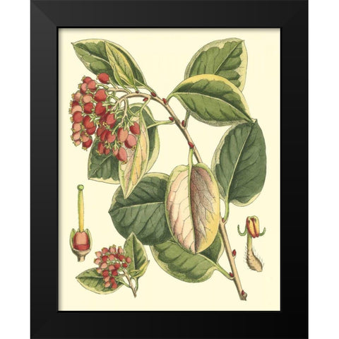 Botanical Fantasy IV Black Modern Wood Framed Art Print by Unknown