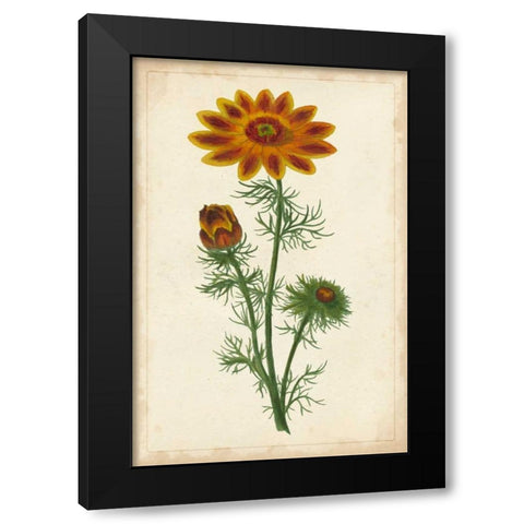 Vibrant Curtis Botanicals I Black Modern Wood Framed Art Print with Double Matting by Unknown