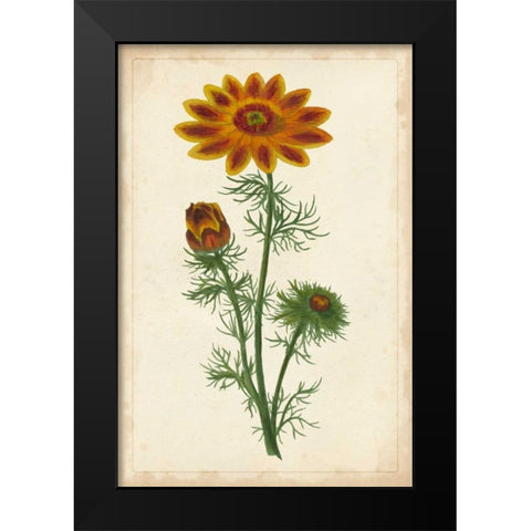Vibrant Curtis Botanicals I Black Modern Wood Framed Art Print by Unknown
