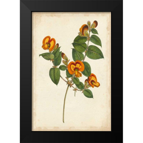 Vibrant Curtis Botanicals II Black Modern Wood Framed Art Print by Unknown