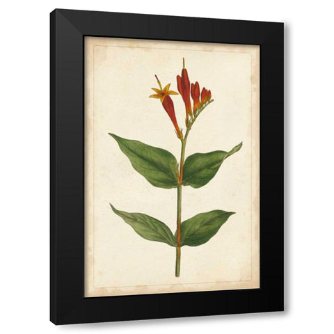 Vibrant Curtis Botanicals III Black Modern Wood Framed Art Print by Unknown