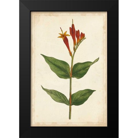 Vibrant Curtis Botanicals III Black Modern Wood Framed Art Print by Unknown