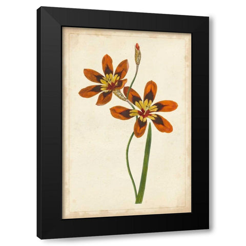 Vibrant Curtis Botanicals IV Black Modern Wood Framed Art Print with Double Matting by Unknown