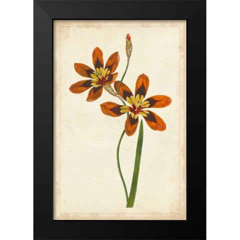 Vibrant Curtis Botanicals IV Black Modern Wood Framed Art Print by Unknown