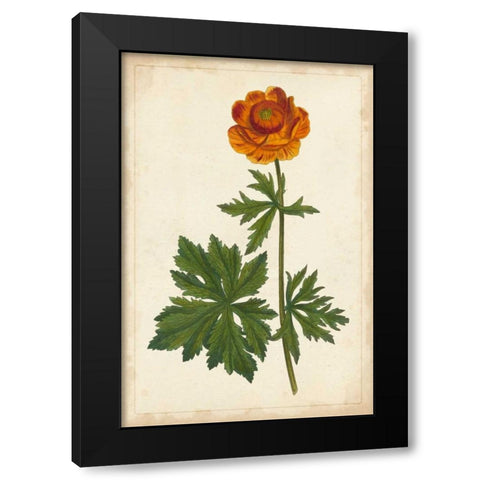 Vibrant Curtis Botanicals V Black Modern Wood Framed Art Print by Unknown
