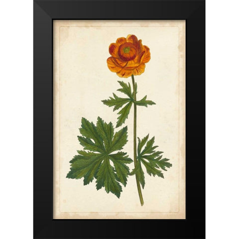 Vibrant Curtis Botanicals V Black Modern Wood Framed Art Print by Unknown