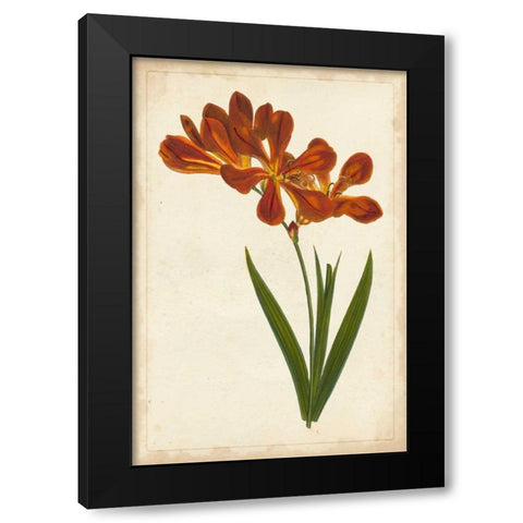 Vibrant Curtis Botanicals VI Black Modern Wood Framed Art Print by Unknown