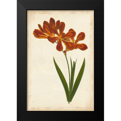 Vibrant Curtis Botanicals VI Black Modern Wood Framed Art Print by Unknown