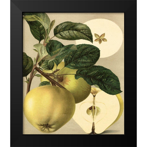 Apple Harvest I Black Modern Wood Framed Art Print by Unknown