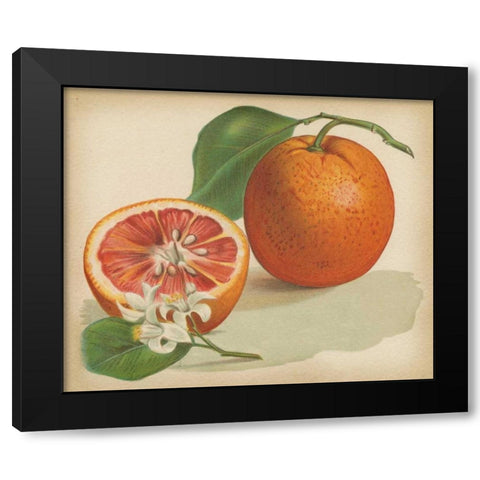 Orange Study I Black Modern Wood Framed Art Print with Double Matting by Unknown