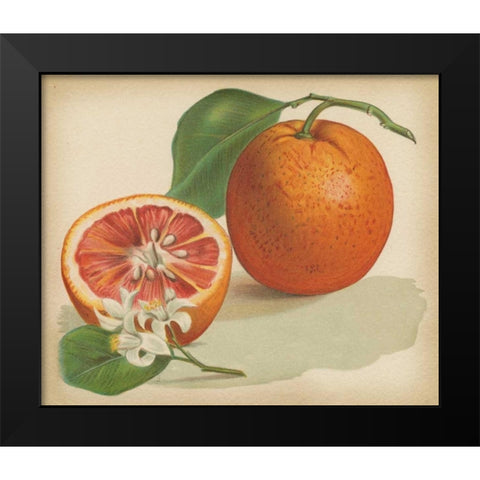 Orange Study I Black Modern Wood Framed Art Print by Unknown