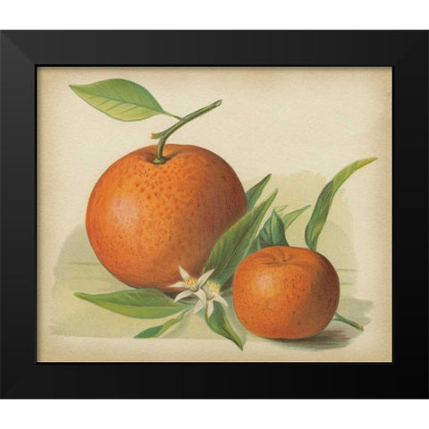Orange Study II Black Modern Wood Framed Art Print by Unknown