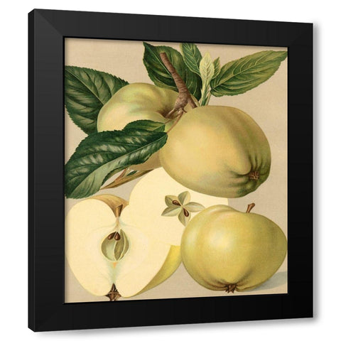 Apple Harvest II Black Modern Wood Framed Art Print by Unknown