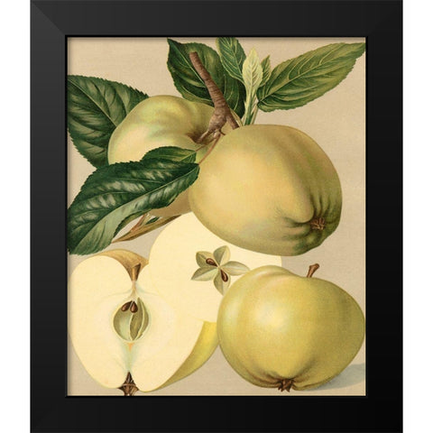 Apple Harvest II Black Modern Wood Framed Art Print by Unknown