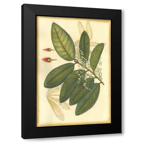 Floral Fantasia IV Black Modern Wood Framed Art Print by Unknown