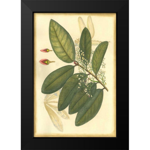 Floral Fantasia IV Black Modern Wood Framed Art Print by Unknown