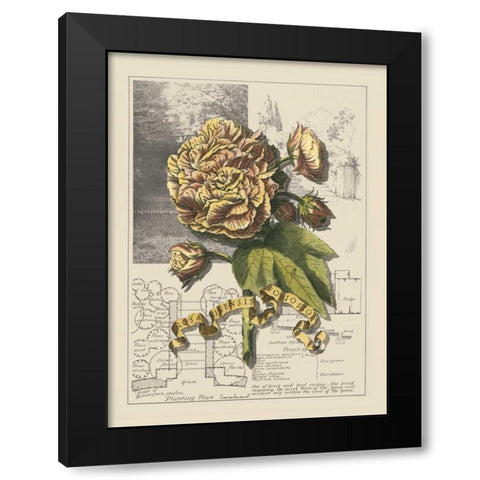Garden in June II Black Modern Wood Framed Art Print by Bookman, D.