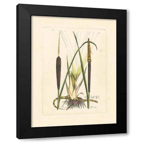 Antique Cattail I Black Modern Wood Framed Art Print by Curtis