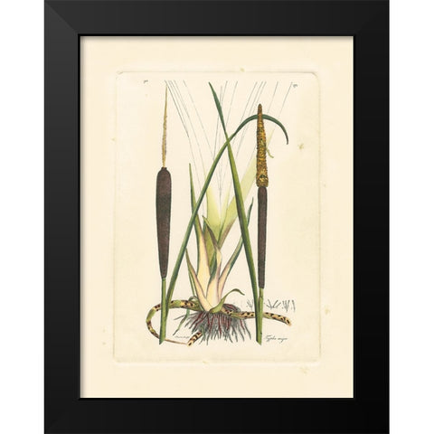 Antique Cattail I Black Modern Wood Framed Art Print by Curtis